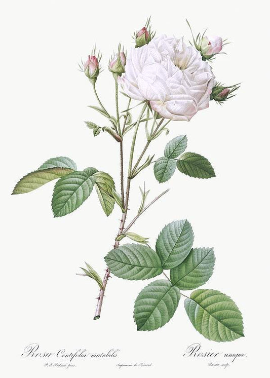 Cabbage Rose White Provence by Pierre-Joseph Redouté (1817-24)
