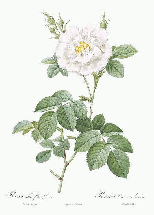 Rosa alba flore pleno by Pierre-Joseph Redouté (1817-24)