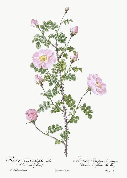 Double Pink Scotch Briar Pierre-Joseph Redouté (1817-24)