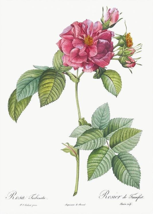 Rosa turbinata by Pierre-Joseph Redouté (1817-24)