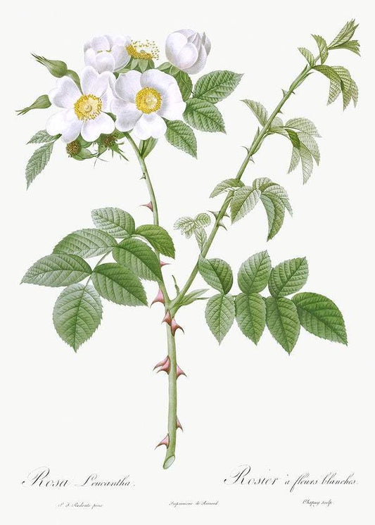 White Flowered Rose by Pierre-Joseph Redouté (1817-24)