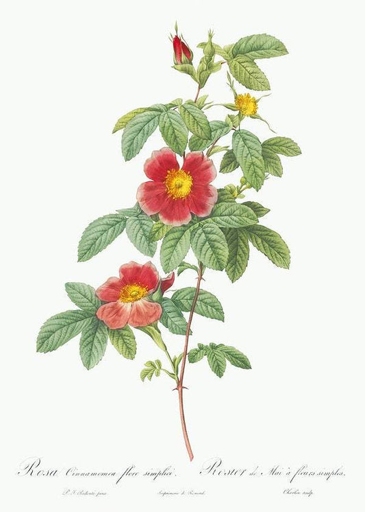 Rosa majalis, also known as Single May Rose by Pierre-Joseph Redouté (1817-24)
