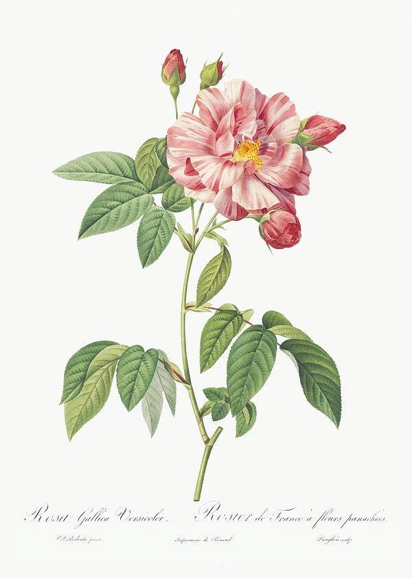 Rosa Mundi by Pierre-Joseph Redouté (1817-24)