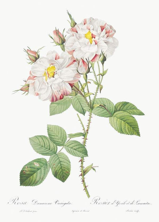 Damask Rose by Pierre-Joseph Redouté (1817-24)