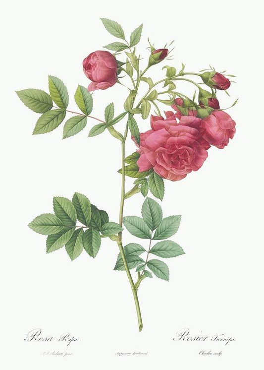 Turnip Roses by Pierre-Joseph Redouté (1817-24)