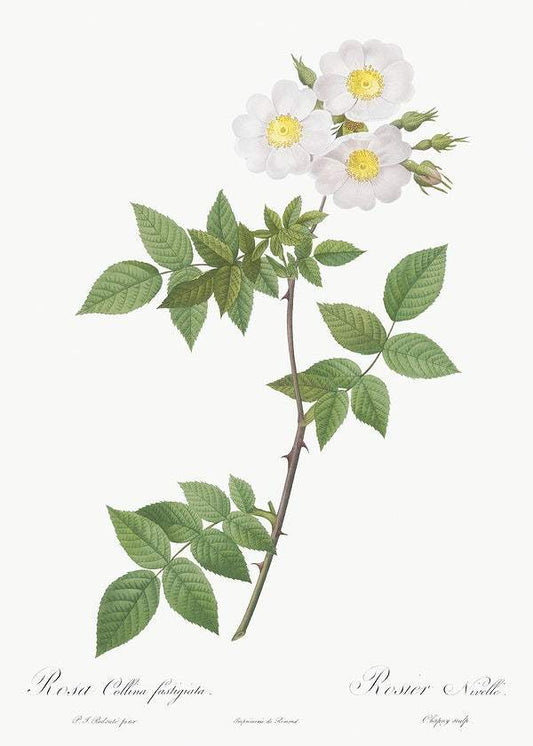 Rosa x collina by Pierre-Joseph Redouté (1817-24)