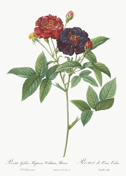 Rose of Van Eeden by Pierre-Joseph Redouté (1817-24)