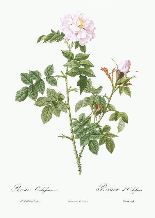 Pale pink flower by Pierre-Joseph Redouté (1817-24)