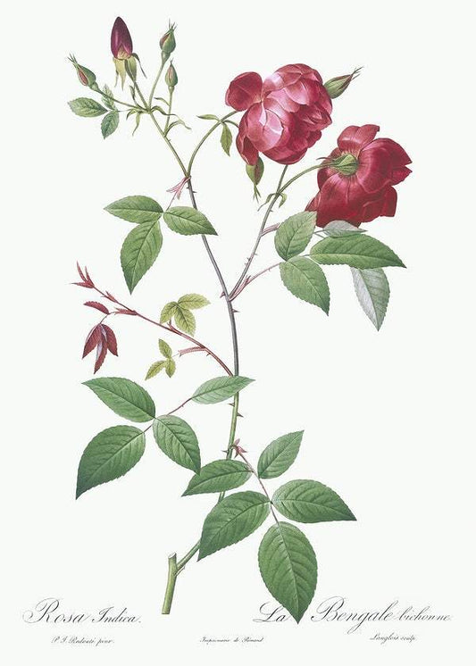 Velvet China Rose by Pierre-Joseph Redouté (1817-24)