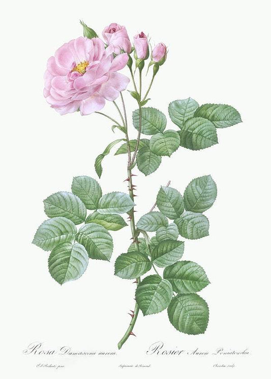 Aurora Poniatowska, Rosa damascena aurora by Pierre-Joseph Redouté (1817-24)