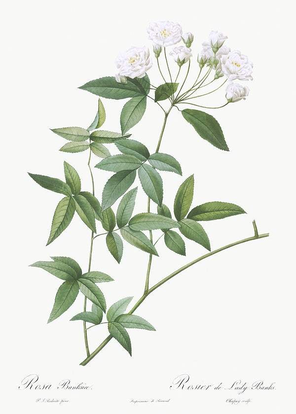 Lady Bank's rose by Pierre-Joseph Redouté (1817-24)