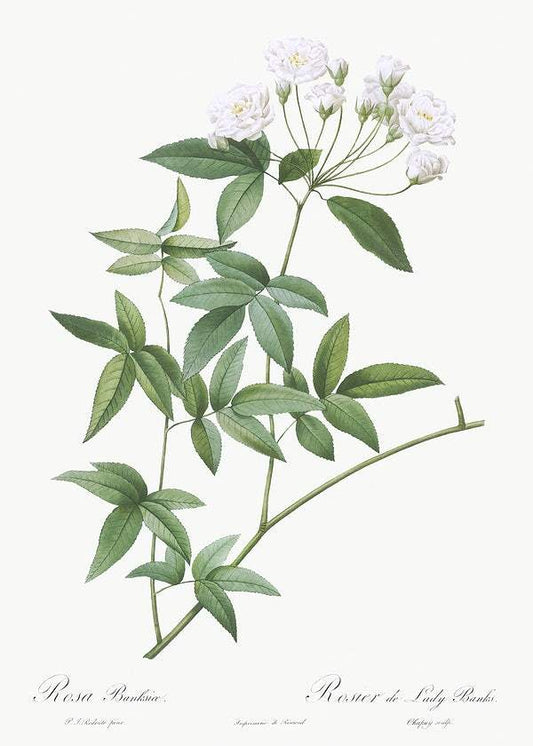 Lady Bank's rose by Pierre-Joseph Redouté (1817-24)