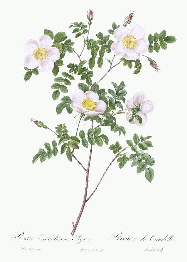 De Candolle's white rose by Pierre-Joseph Redouté (1817-24)