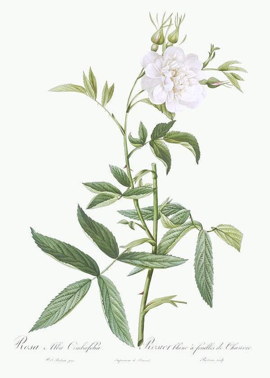 Rosa × alba by Pierre-Joseph Redouté (1817-24)