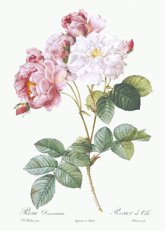 Rosa × damascena by Pierre-Joseph Redouté (1817-24)
