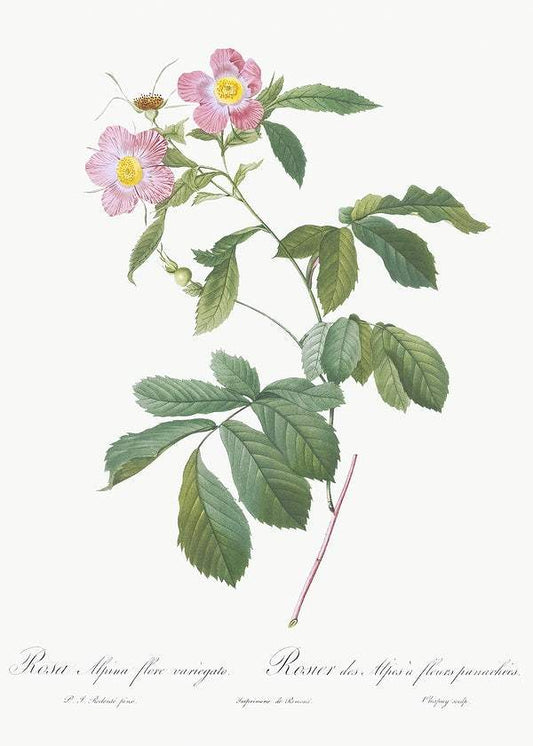Variegated Alpine Rose by Pierre-Joseph Redouté (1817-24)