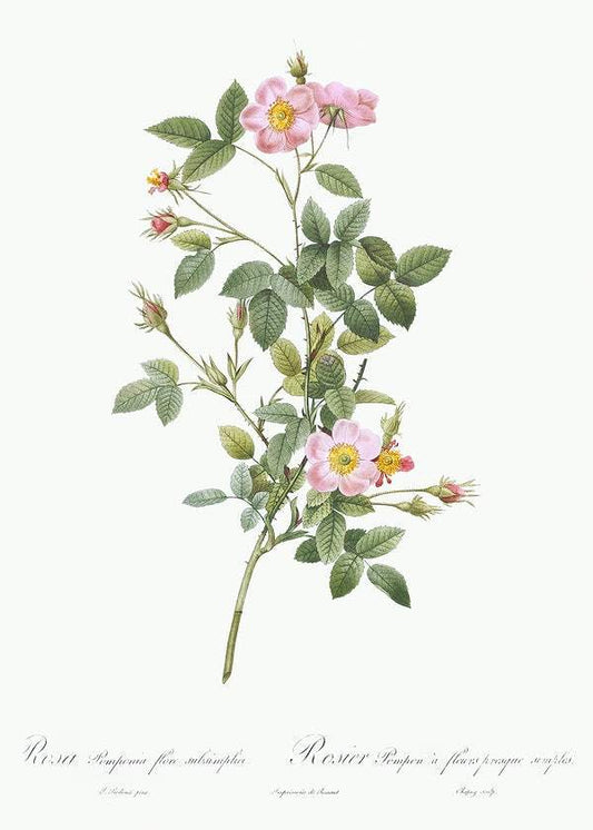 Pale Pink Pompon Rose by Pierre-Joseph Redouté (1817-24)