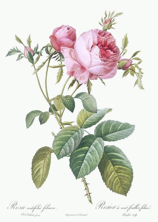 Rose de Mai, Rosa centifolia foliacea by Pierre-Joseph Redouté (1817-24)