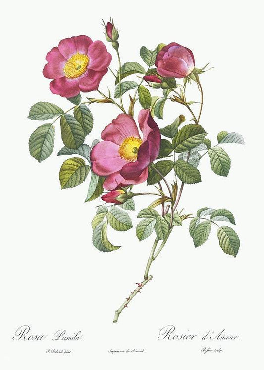 Rose of Love by Pierre-Joseph Redouté (1817-24)