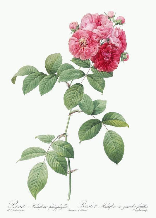 Seven Sisters Roses by Pierre-Joseph Redouté (1817-24)