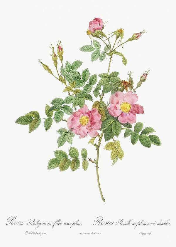 Semi-Double Sweet Briar by Pierre-Joseph Redouté (1817-24)