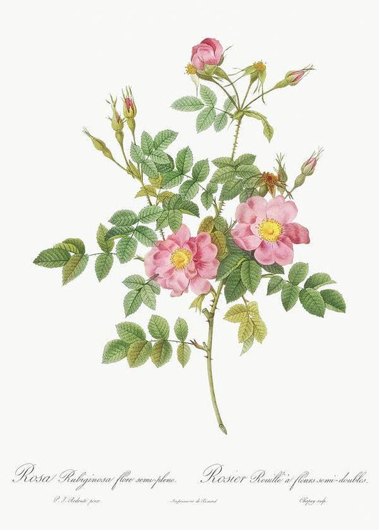 Semi-Double Sweet Briar by Pierre-Joseph Redouté (1817-24)