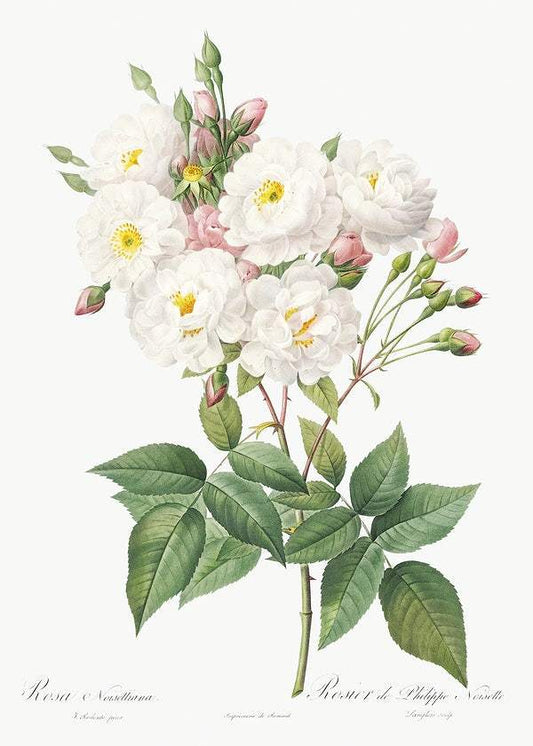 Rosa × noisettiana by Pierre-Joseph Redouté (1817-24)