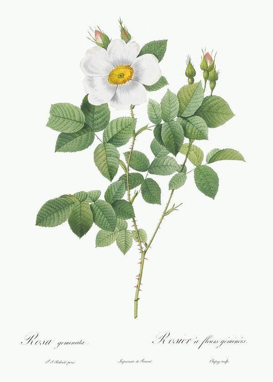 Twin-Flowered White Rose by Pierre-Joseph Redouté (1817-24)