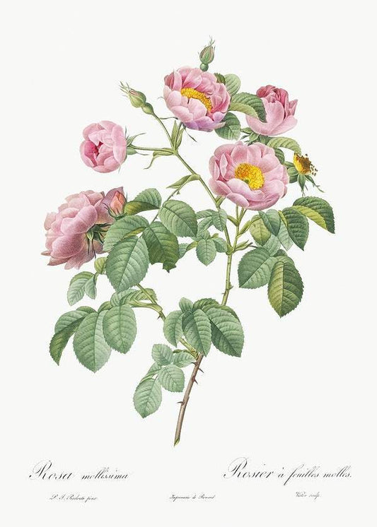 Semi-Double Variety of Tomentose Rose by Pierre-Joseph Redouté (1817-24)