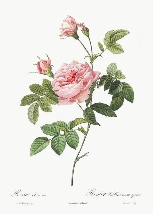 Boursault Rose by Pierre-Joseph Redouté (1817-24)