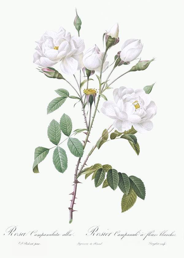 Rosa campanulata alba by Pierre-Joseph Redouté (1817-24)