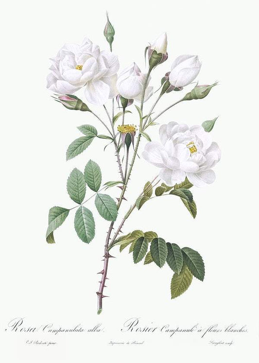 Rosa campanulata alba by Pierre-Joseph Redouté (1817-24)