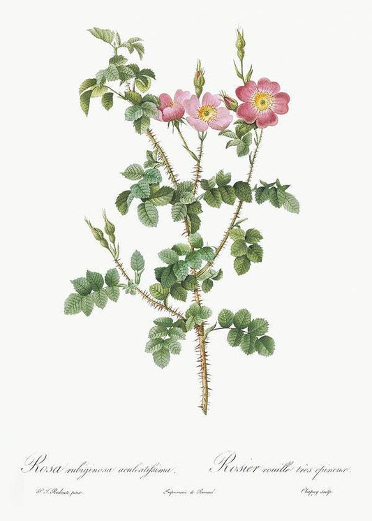 Prickly Sweet Briar Rose by Pierre-Joseph Redouté (1817-24)