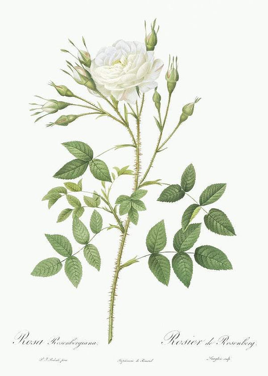 Rose of Rosenberg by Pierre-Joseph Redouté (1817-24)