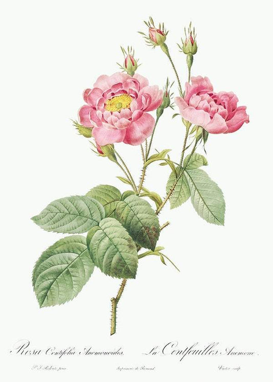 Rosa centifolia anemonoides by Pierre-Joseph Redouté (1817-24)