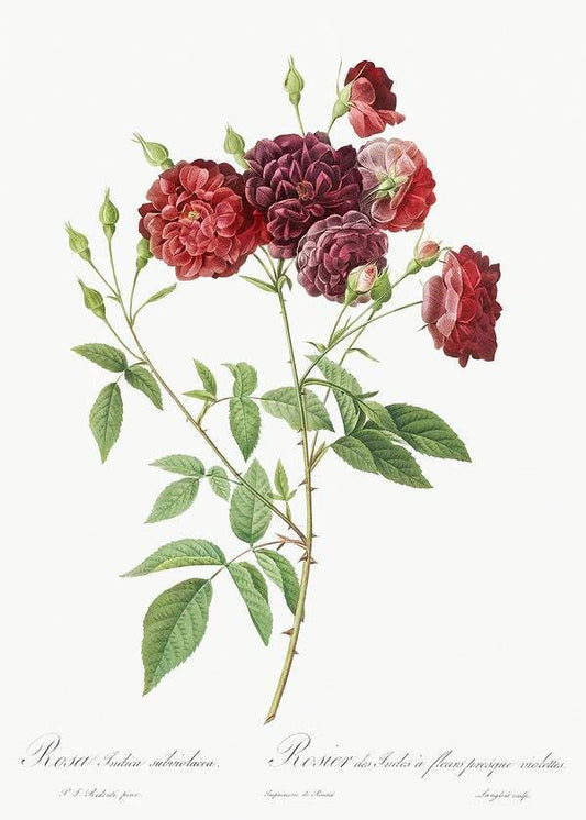 Ternaux Rose by Pierre-Joseph Redouté (1817-24)