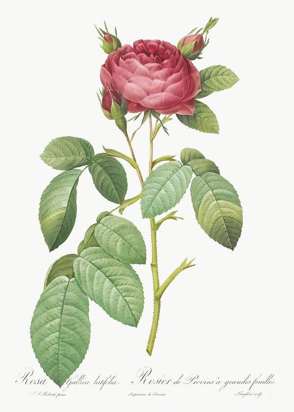 Gallic Rose, also known as Rose of Provins by Pierre-Joseph Redouté (1817-24)