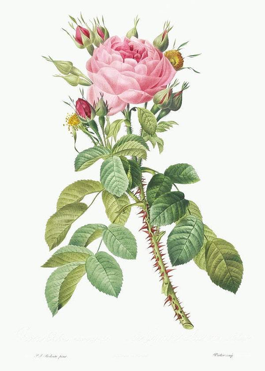 Rosa bifera macrocarpa by Pierre-Joseph Redouté (1817-24)