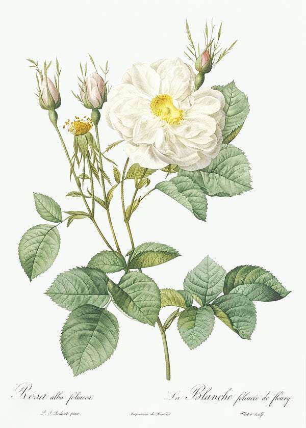 Rosa x alba by Pierre-Joseph Redouté (1817-24)
