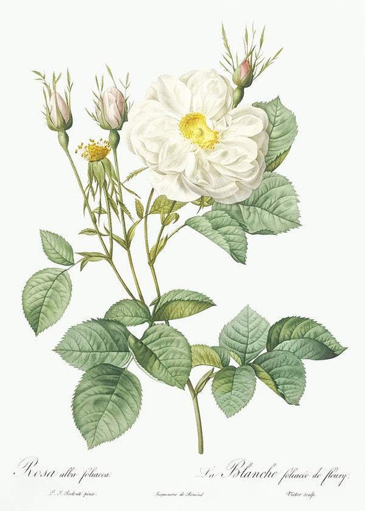 Rosa x alba by Pierre-Joseph Redouté (1817-24)