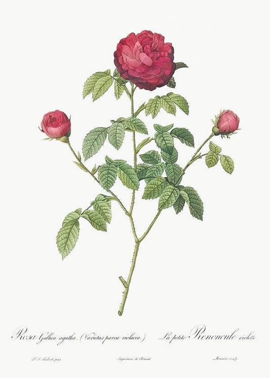 Purple Agatha by Pierre-Joseph Redouté (1817-24)