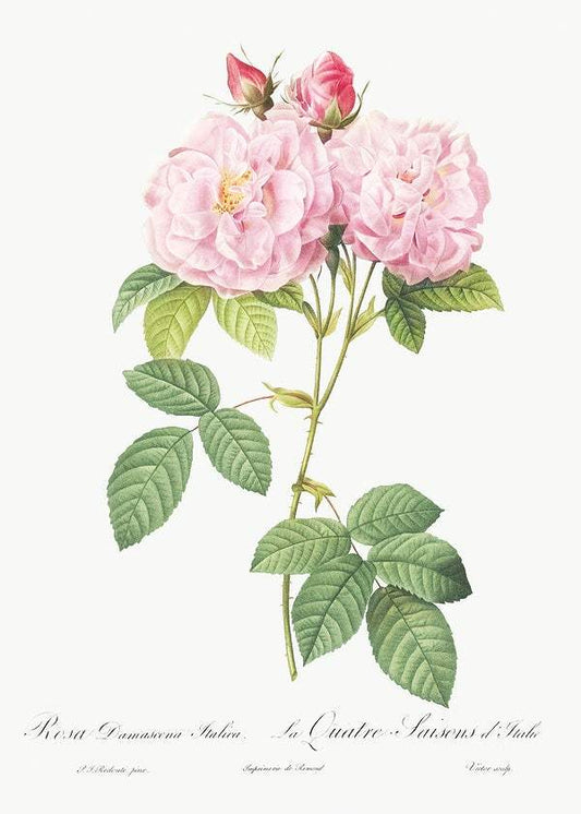 Italian Damask Rose by Pierre-Joseph Redouté (1817-24)