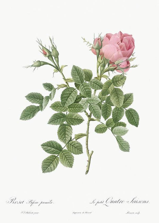 Dwarf Four Seasons Rose by Pierre-Joseph Redouté (1817-24)