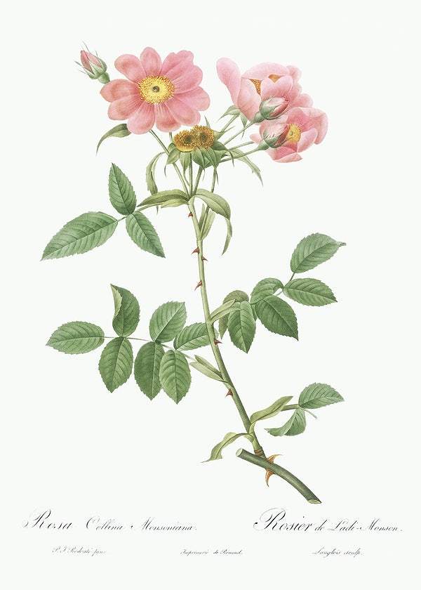 Rose of Lady Monson by Pierre-Joseph Redouté (1817-24)