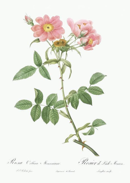 Rose of Lady Monson by Pierre-Joseph Redouté (1817-24)