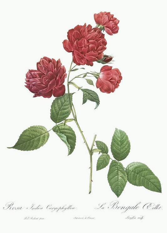 Red Cabbage Rose by Pierre-Joseph Redouté (1817-24)