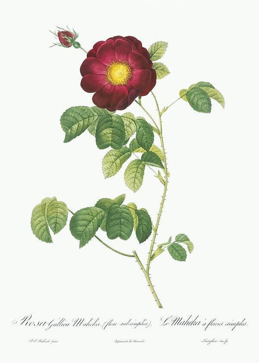 Simple-Flowered French Rose by Pierre-Joseph Redouté (1817-24)