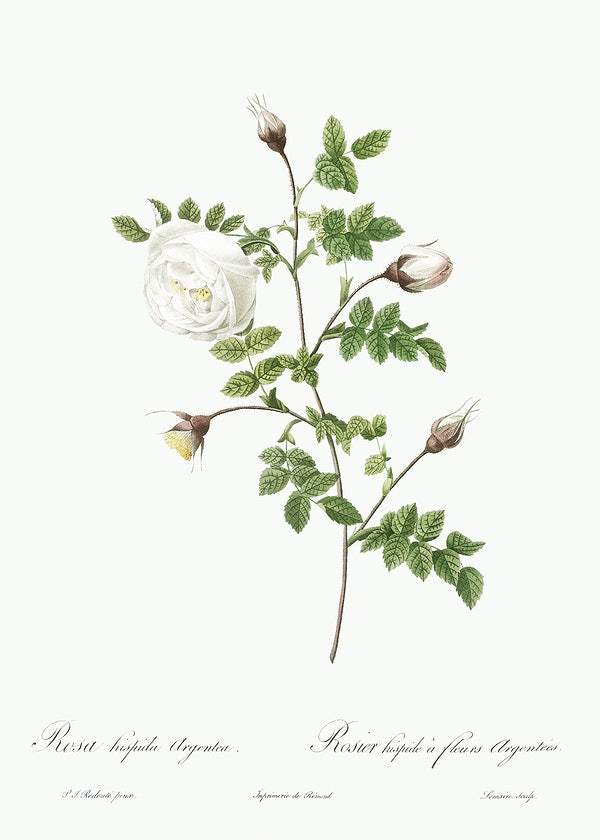 Silver-Flowered Hispid Rose by Pierre-Joseph Redouté (1817-24)