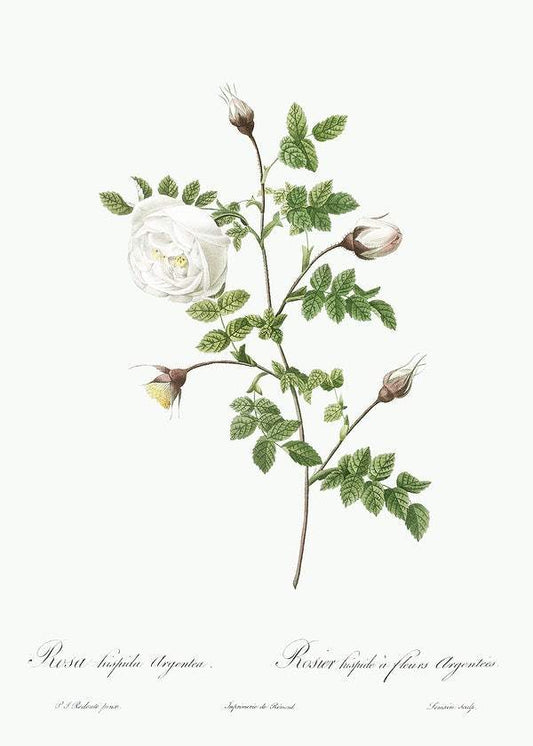 Silver-Flowered Hispid Rose by Pierre-Joseph Redouté (1817-24)