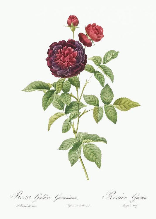 Guerin's Rose by Pierre-Joseph Redouté (1817-24)